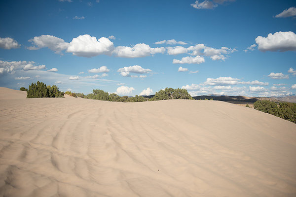 Scout-2312 Scout-2312