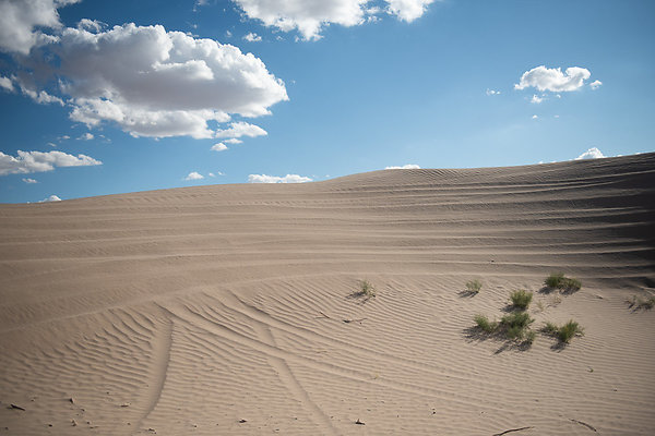 Scout-2289 Scout-2289