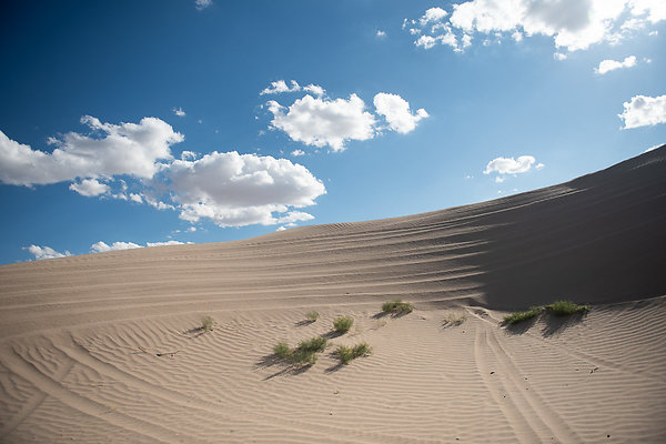 Scout-2293 Scout-2293