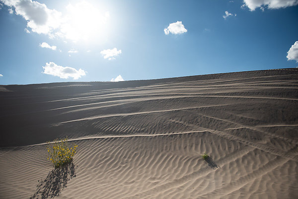 Scout-2294 Scout-2294