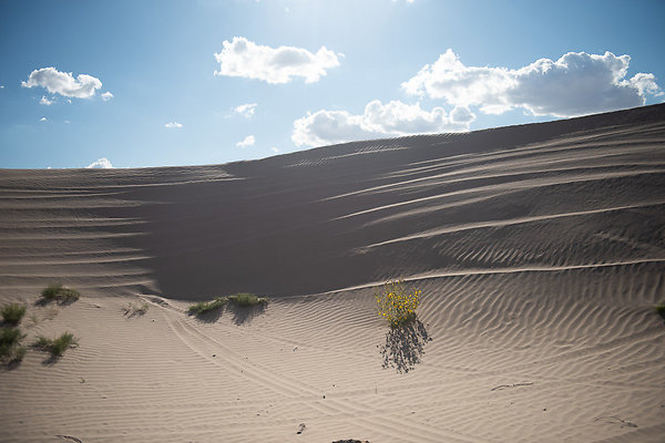 Scout-2290 Scout-2290