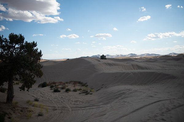 Scout-2299 Scout-2299