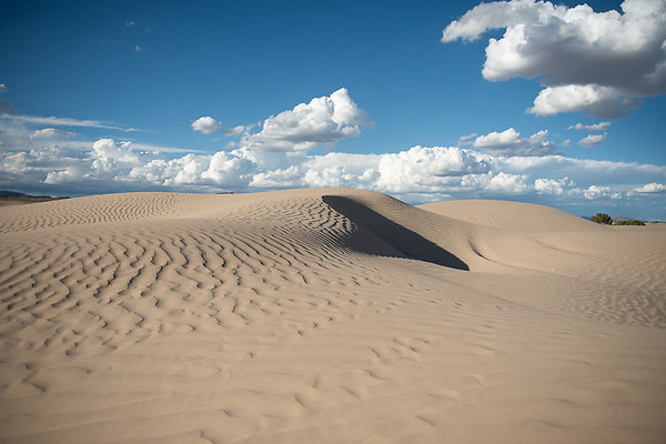 Scout-2372 Scout-2372