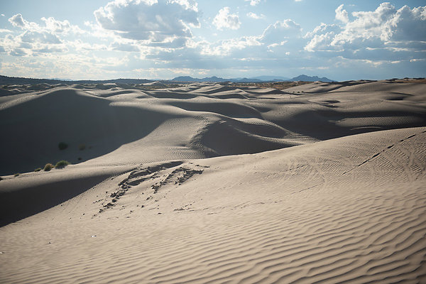 Scout-2369 Scout-2369