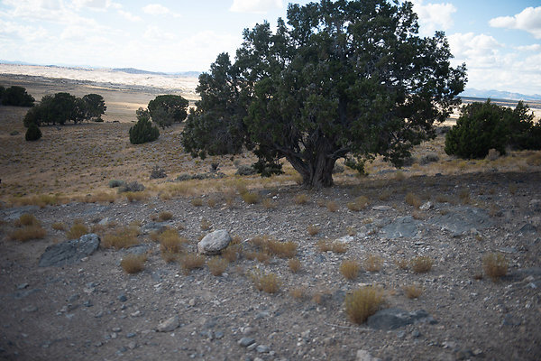 Scout-2215 Scout-2215