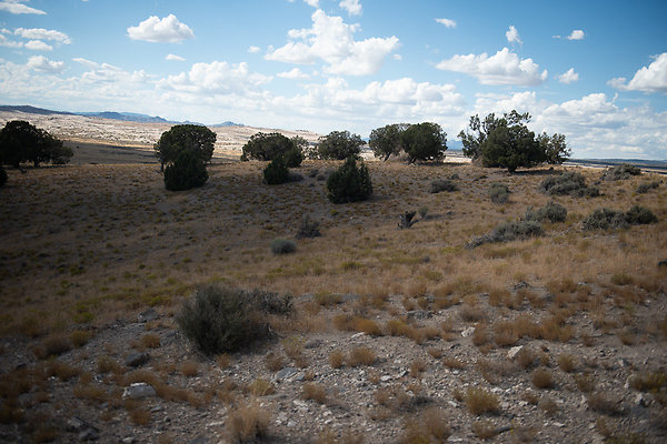 Scout-2203 Scout-2203