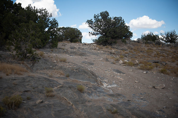 Scout-2229 Scout-2229