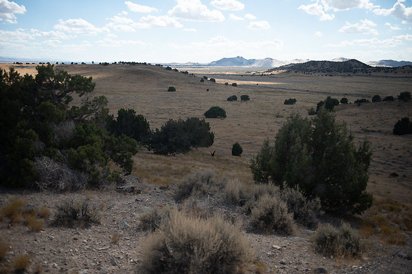 Scout-2201 Scout-2201