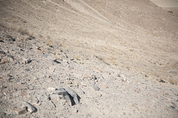 Scout-1569 Scout-1569