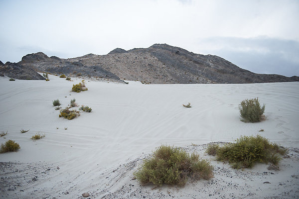 Scout-2038 Scout-2038