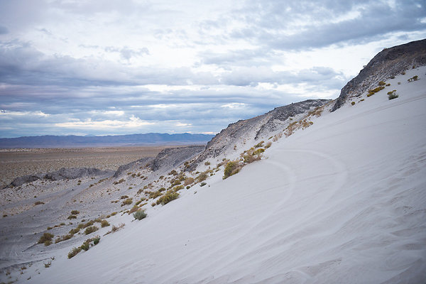 Scout-2029 Scout-2029